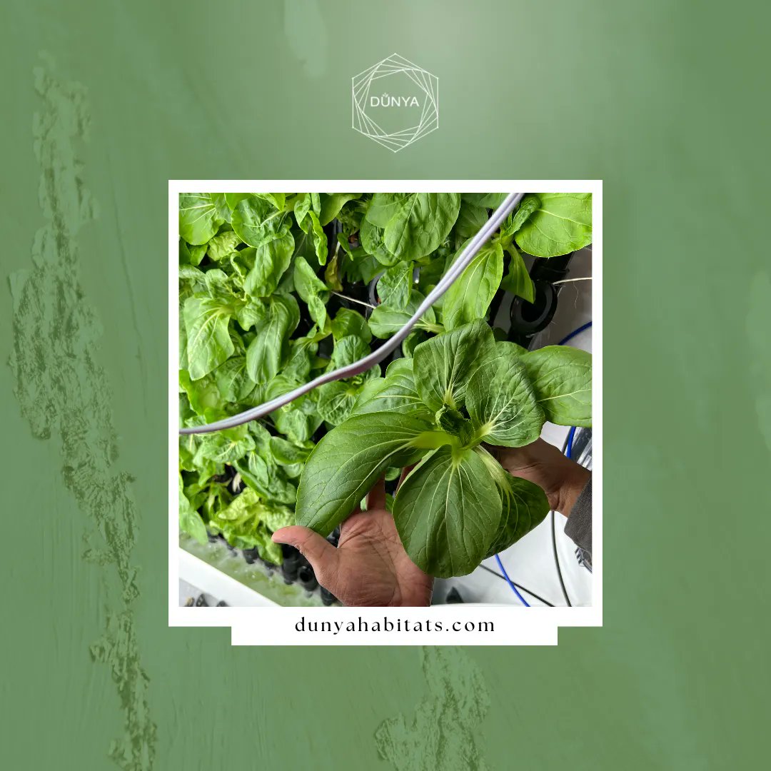 Happy Monday! #DunyaHabitats