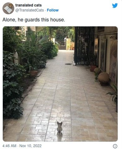 CatWorkers's tweet photo. 🥺 https://t.co/pujls8j0RZ