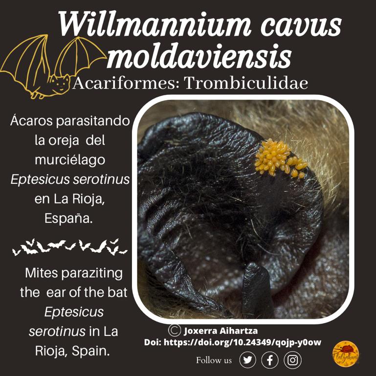 TlalzahuatlLab's tweet photo. #TaxonMonday 147
🕷🔬🦇Our partner @laura_microbito illustrates a mite (chigger) parasitic on bats.
_ _ _ _ _
#LunesDeTaxón 147
🦇🔬🕷 Nuestra compañera @laura_microbito nos ilustra un ácaro (trombicúlido) parásito de murciélagos. https://t.co/lEgL6TTH9a