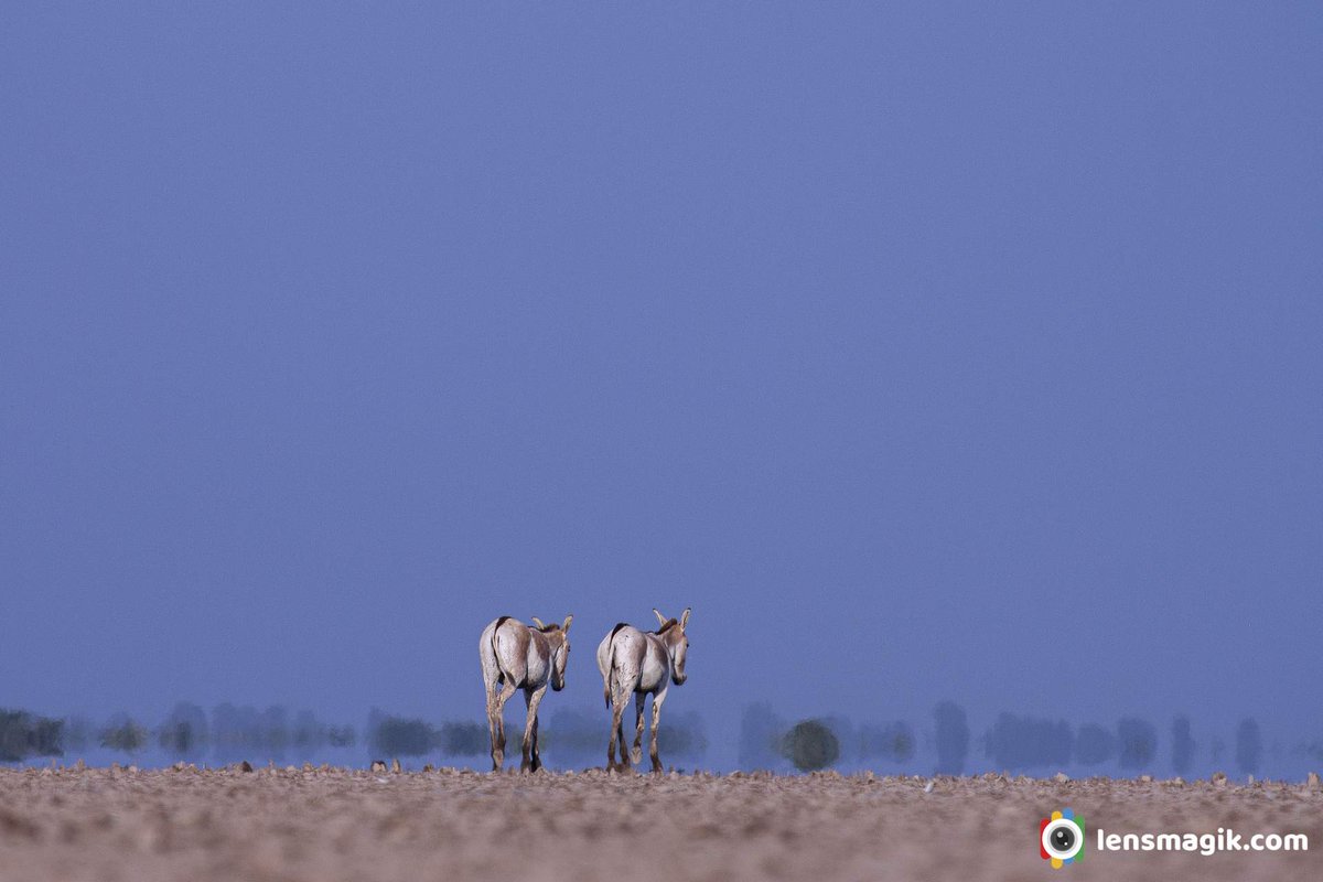 np_photographer's tweet photo. Indian Wild Ass https://t.co/URvJfhygGe Wild life Gujarat #Indianwildass #wildasssanctuary #rannriders #wildlifeGujarat #gudkhar #khur #wildasspopulation #mammals #wildlifephotography #naturephotography #TwitterNatureCommunity https://t.co/l5fcmoMgOd