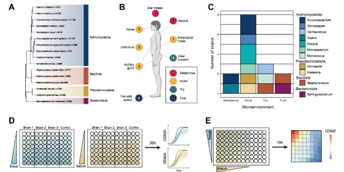 ASM (@asmicrobiology) on Twitter photo #MicrobiologyMonday: Scientists show that many skin bacteria prefer high sweat concentrations while preferences for sebum levels are variable, indicating it may help regulate skin microbiota composition in regions across the body. <a href="/JournalSpectrum/">Microbiology Spectrum</a>: asm.social/Zk #MicrobiologyMonday: Scientists show that many skin bacteria prefer high sweat concentrations while preferences for sebum levels are variable, indicating it may help regulate skin microbiota composition in regions across the body. <a href="/JournalSpectrum/">Microbiology Spectrum</a>: asm.social/Zk