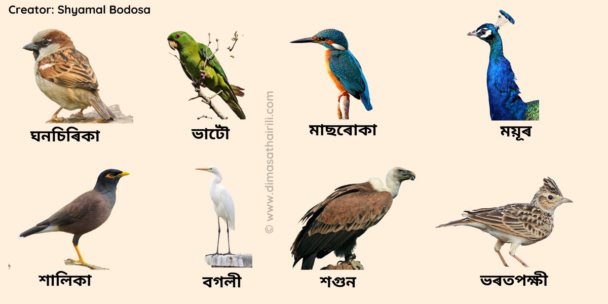 dimasathairili's tweet photo. Birds Name in Assamese with pictures, pronunciation. Here we have included a picture of each bird so that you can identify the bird's name.
Check out👇
https://t.co/U2jfNUzGw3
#assamese
#birds
#LearnEnglish
#LearnAssamese
#Assam https://t.co/uWjErMuYHP