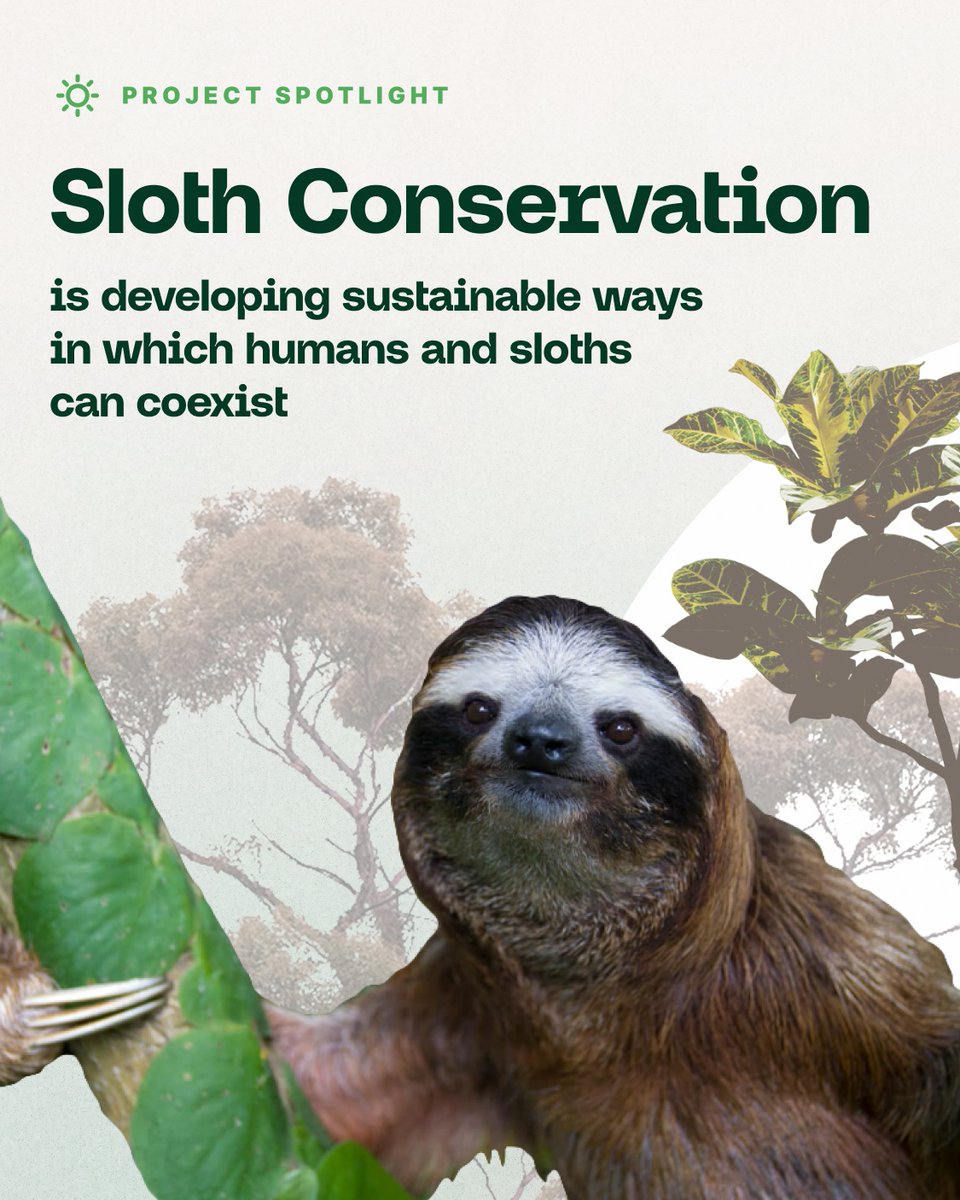 GaiaGives_'s tweet photo. 𝐆𝐚𝐢𝐚 𝐏𝐫𝐨𝐣𝐞𝐜𝐭 𝐒𝐩𝐨𝐭𝐥𝐢𝐠𝐡𝐭: Sloth Conservation 🦥  
Sloths move too slow for our rapidly changing world, and if we don’t hit the brakes and adopt innovative and long-term conservation solutions, sloths are underway to extinction. Check out SloCo on our website! https://t.co/WhVlRGrLPy