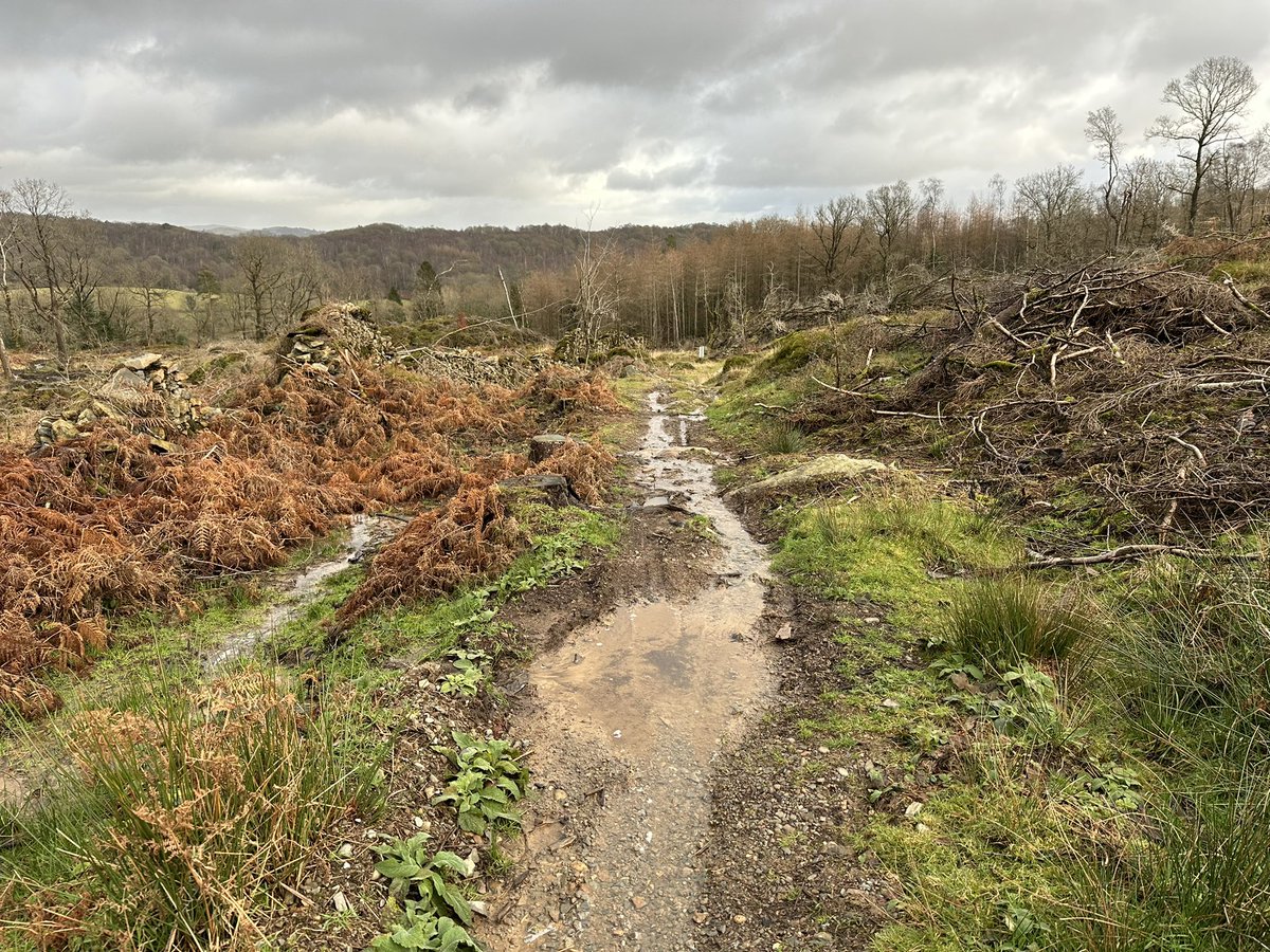 wiggy_mark's tweet photo. Nice walk on some of Lakeland’s classics MTB trails. Still a few trees down. Got to get back up here on the bike this year. #breastyhawe #devilsgallop #threewitches #grizedale #naturaltrails #noarrows 😉🤪#ukmtbchat #absolutemtb1 https://t.co/khp3yLXQhg