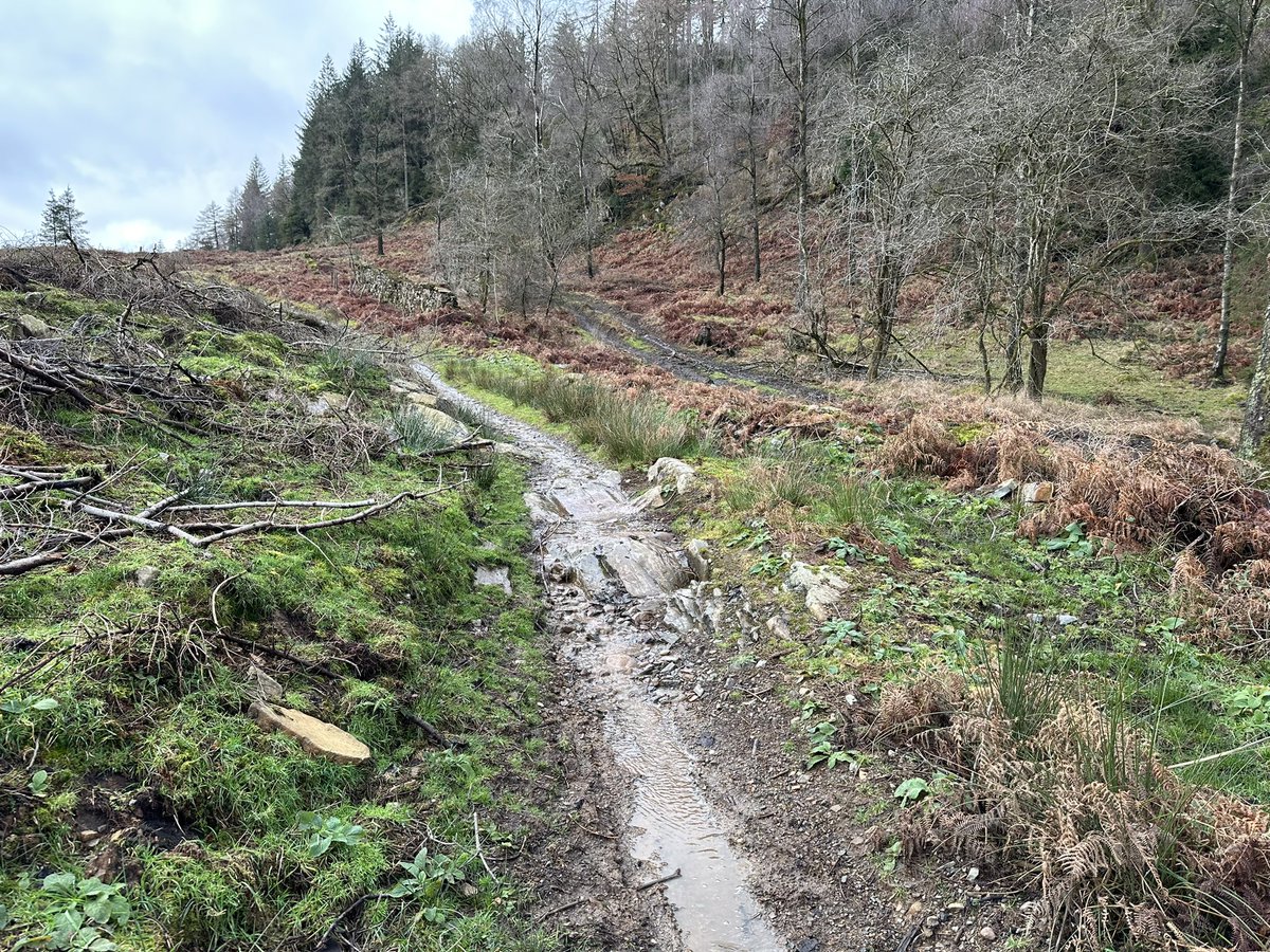 wiggy_mark's tweet photo. Nice walk on some of Lakeland’s classics MTB trails. Still a few trees down. Got to get back up here on the bike this year. #breastyhawe #devilsgallop #threewitches #grizedale #naturaltrails #noarrows 😉🤪#ukmtbchat #absolutemtb1 https://t.co/khp3yLXQhg