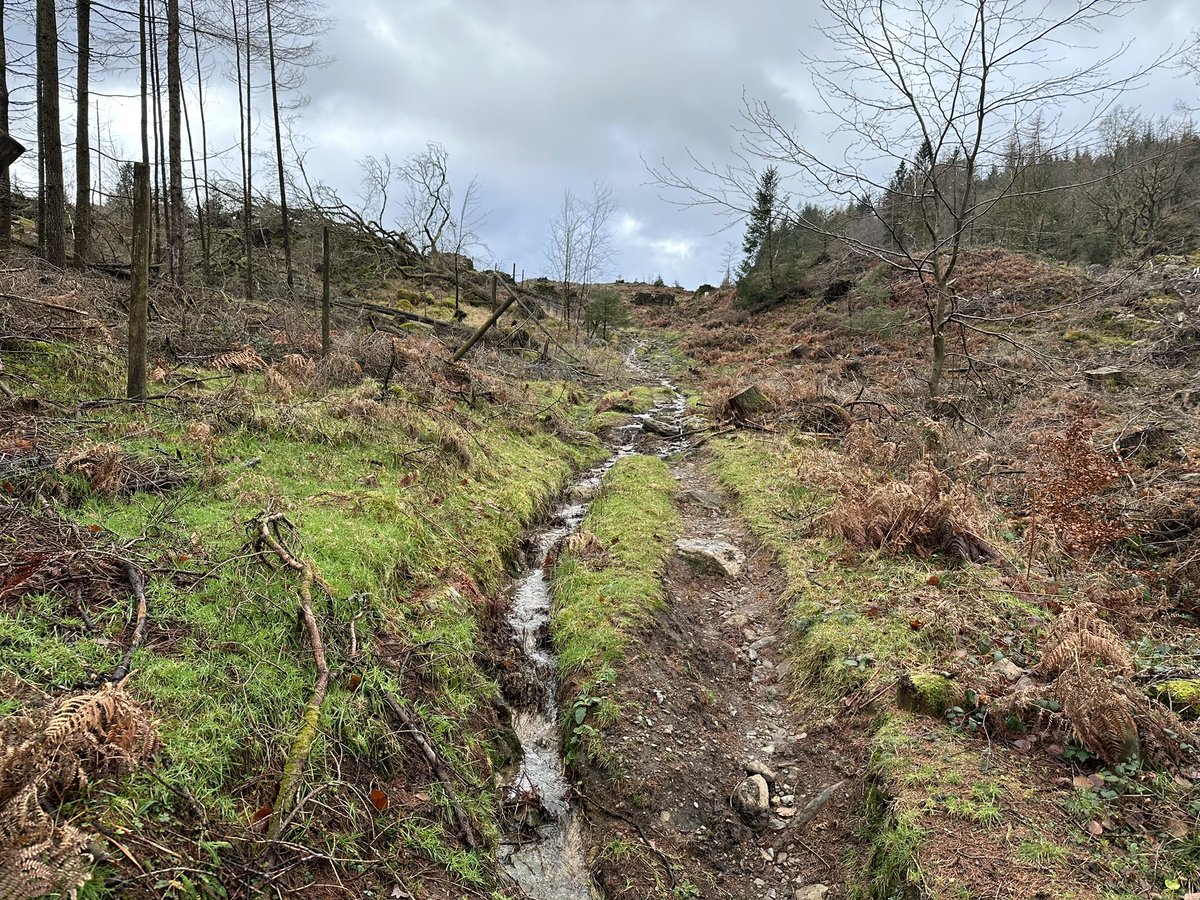 wiggy_mark's tweet photo. Nice walk on some of Lakeland’s classics MTB trails. Still a few trees down. Got to get back up here on the bike this year. #breastyhawe #devilsgallop #threewitches #grizedale #naturaltrails #noarrows 😉🤪#ukmtbchat #absolutemtb1 https://t.co/khp3yLXQhg