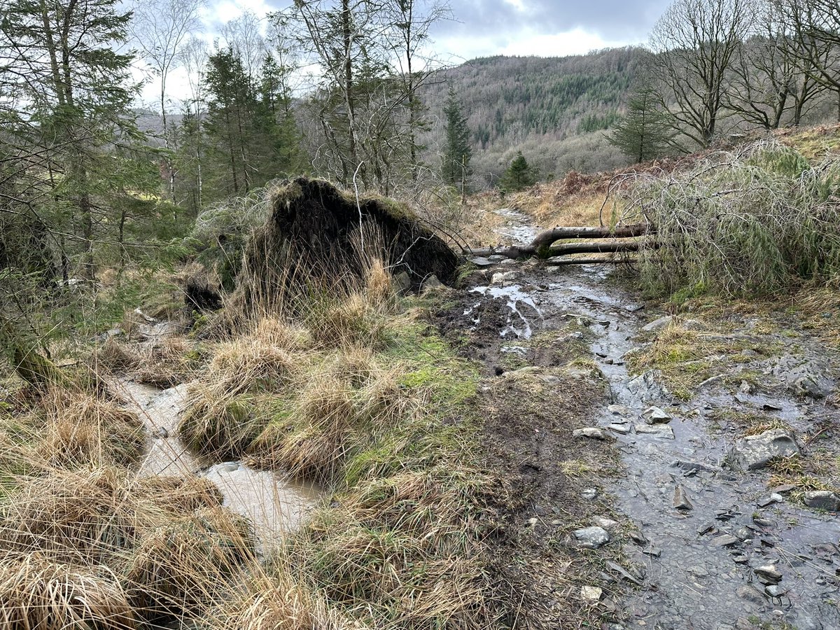 wiggy_mark's tweet photo. Nice walk on some of Lakeland’s classics MTB trails. Still a few trees down. Got to get back up here on the bike this year. #breastyhawe #devilsgallop #threewitches #grizedale #naturaltrails #noarrows 😉🤪#ukmtbchat #absolutemtb1 https://t.co/khp3yLXQhg