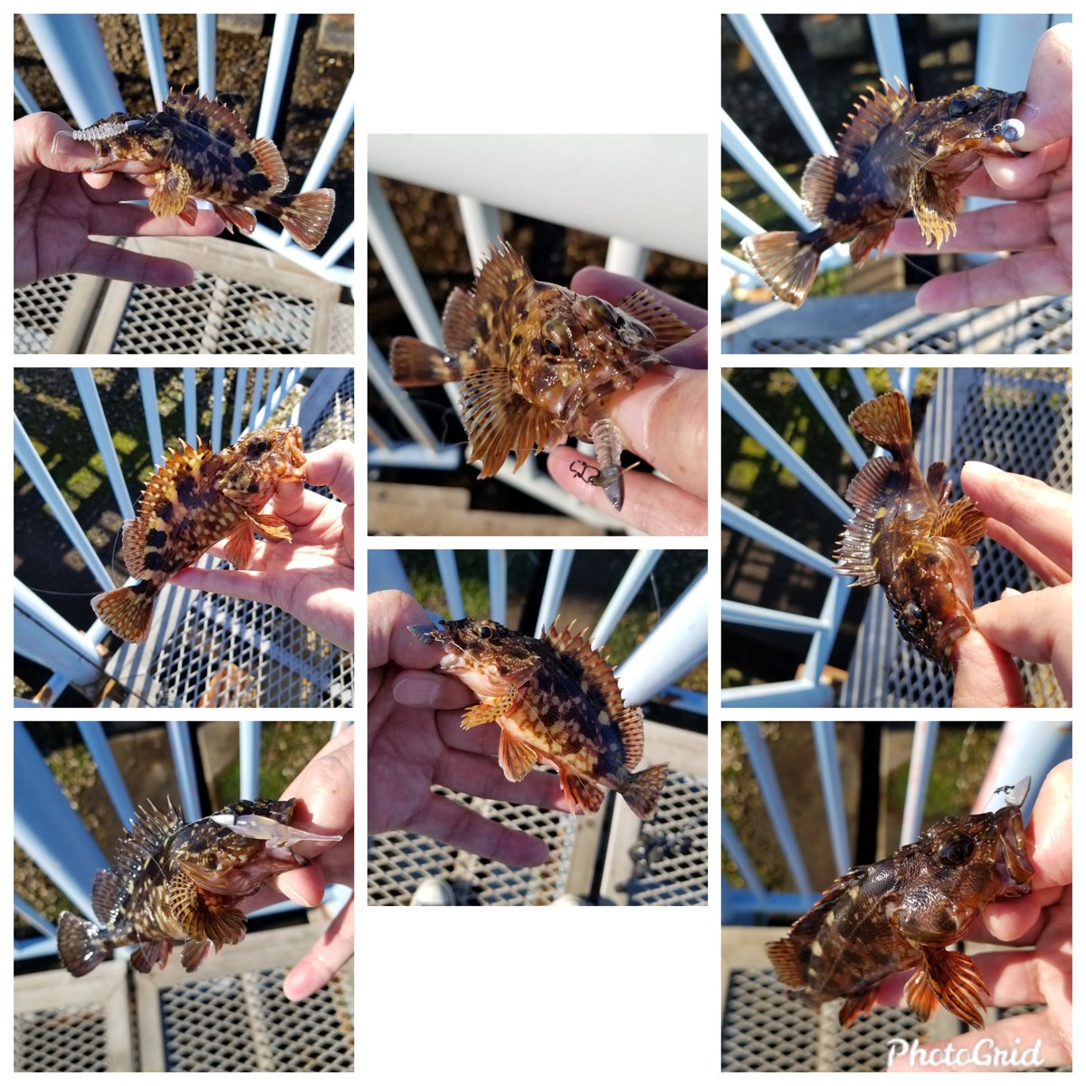 rapalapar's tweet photo. デイアジングもしてみたけど、施設では、やっぱりガシリングが楽しい。
ディスコンらしいダートスクイッドの後継候補、今日のところは、
アジリンガー ＜ スローダイバー ≪ タープル
#横浜ガシリング
#横浜キャサリング
#横浜アジング
#アジリンガー
#スローダイバー
#タープル https://t.co/tummhp8qMQ