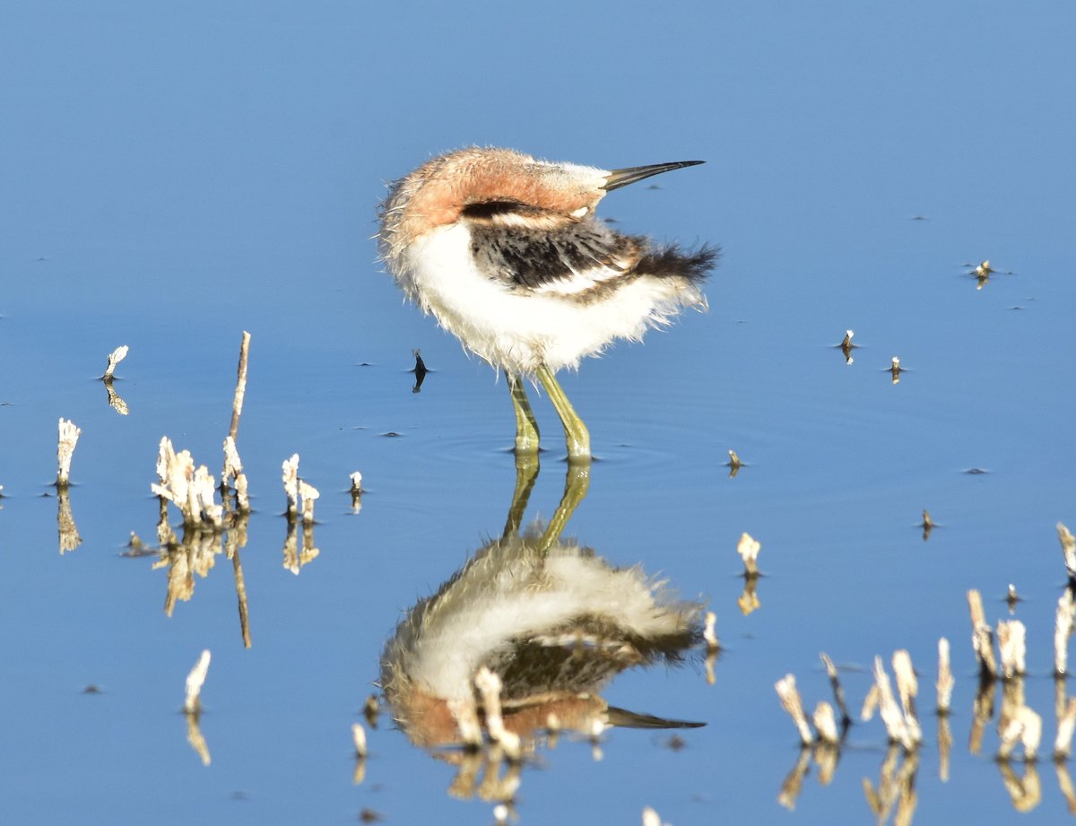 USFWS's tweet photo. Which bird are you this morning?

1️⃣ Great horned owl: Awake but at what cost?
2️⃣ American avocet: Ready to bend over backward.
3️⃣ Common redpoll: Five more minutes!
4️⃣ Mountain bluebird: Ready to take on anything!

📷 Tom Koerner/USFWS https://t.co/dSkt0vgK0j