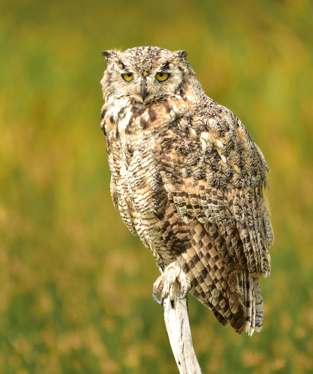 USFWS's tweet photo. Which bird are you this morning?

1️⃣ Great horned owl: Awake but at what cost?
2️⃣ American avocet: Ready to bend over backward.
3️⃣ Common redpoll: Five more minutes!
4️⃣ Mountain bluebird: Ready to take on anything!

📷 Tom Koerner/USFWS https://t.co/dSkt0vgK0j