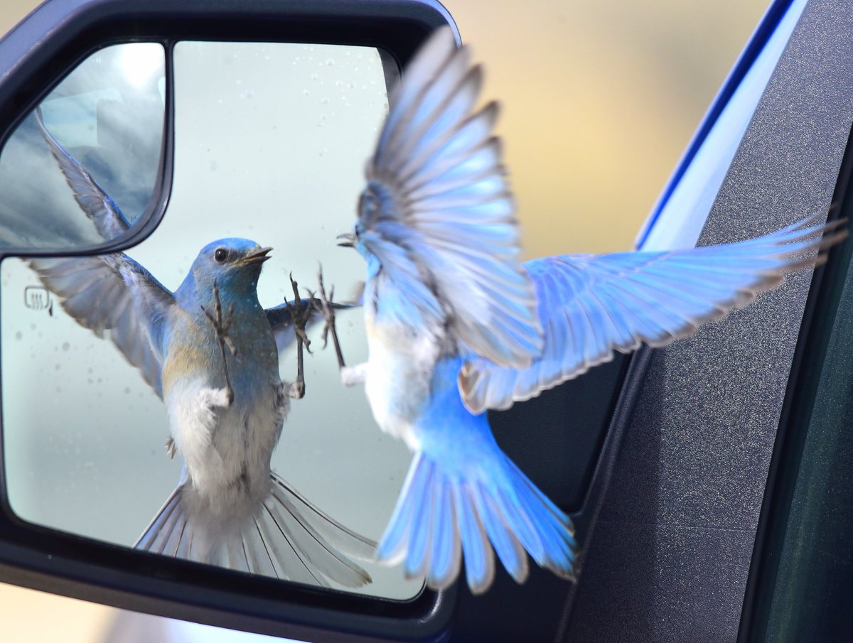 USFWS's tweet photo. Which bird are you this morning?

1️⃣ Great horned owl: Awake but at what cost?
2️⃣ American avocet: Ready to bend over backward.
3️⃣ Common redpoll: Five more minutes!
4️⃣ Mountain bluebird: Ready to take on anything!

📷 Tom Koerner/USFWS https://t.co/dSkt0vgK0j
