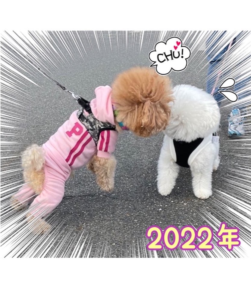 Addoneplus0159's tweet photo. 愛犬のお正月 番外編♩*。

片想い中の🐶と1年振りの
再会♡
嬉しすぎて秒でﾁｭｯﾁｭ😘して
秒で嫌われる😂😂😂
一緒に撮影も拒否られて
落ち込むししまる君…ｶﾞﾝﾊﾞﾚ✊🏻 ̖́-

 #トイプードル  #ビジョンフリーゼ  #bichon  #ベストショット 
 #犬好きな人と繋がりたい https://t.co/ENeS4Jv8HH