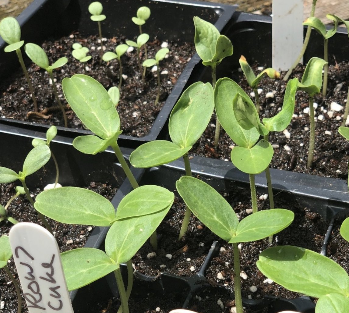 Halifax Seed Company tweet media