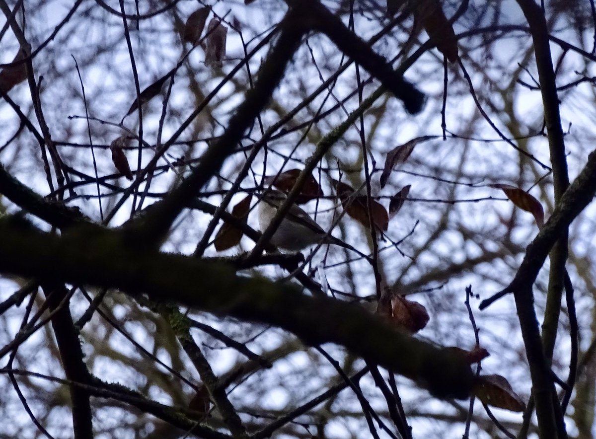 The Donnington Bridge Yellow-browed Warbler: a great bird for a B-road!
It’s stayed around for the start of term here and it showed better than these photos suggest, sometimes associating with Goldcrests on low branches.