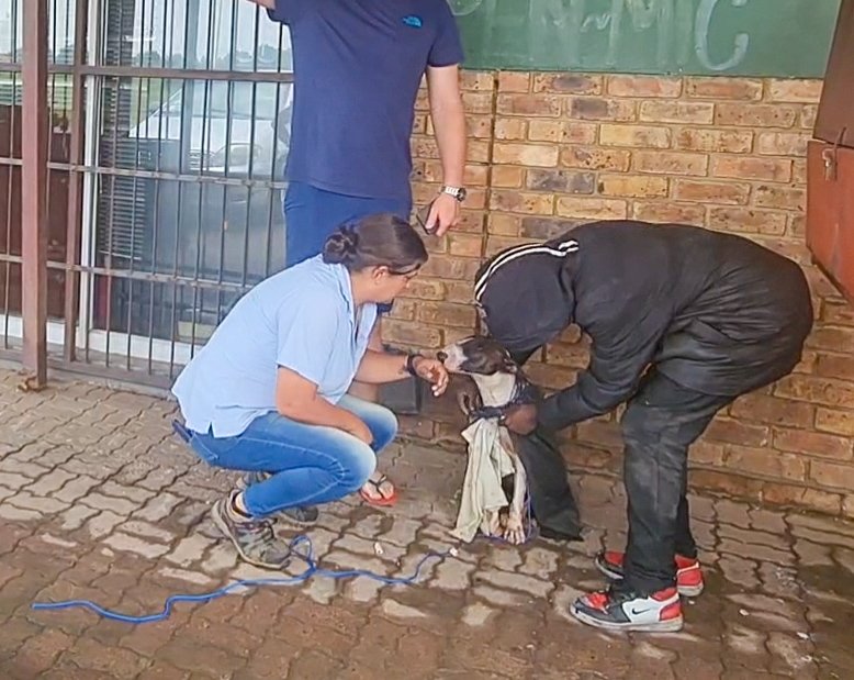 WetNoseARC's tweet image. Don't forget to read our newest rescue story on our Facebook and Instagram pages! SASHA, THE SUPER DOG!
#rescuedog 
#HitANDRun 
#wetnose
#wetnoseARC
#Survivor
#Miracledog