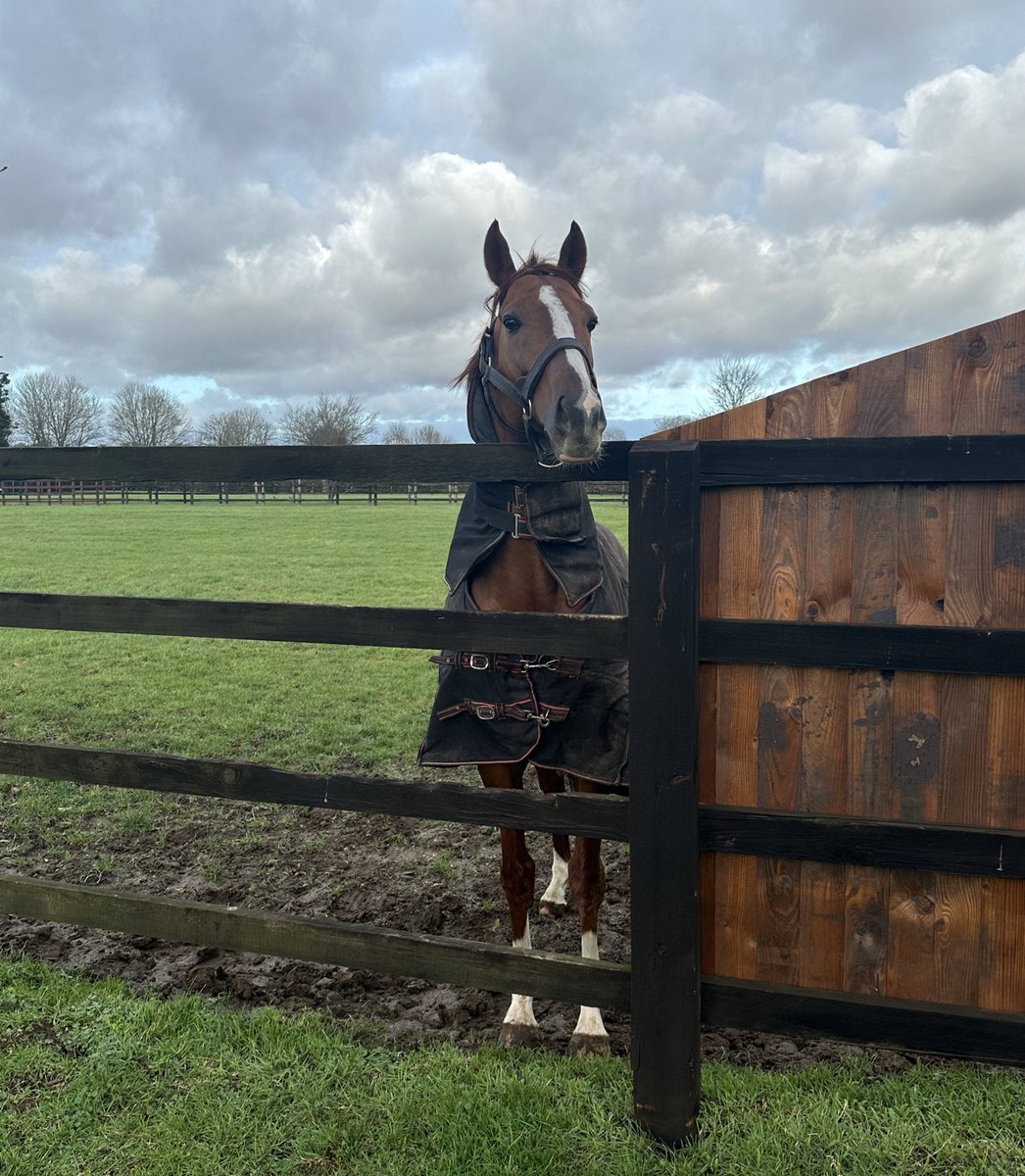 A lovely way to start the week with a visit to see Stradivarius at the @NatStudStallion. It was great to speak to @JoeB142 about the team’s famous new recruit plus the likes of Time Test, Lope Y Fernandez and Rajasinghe.