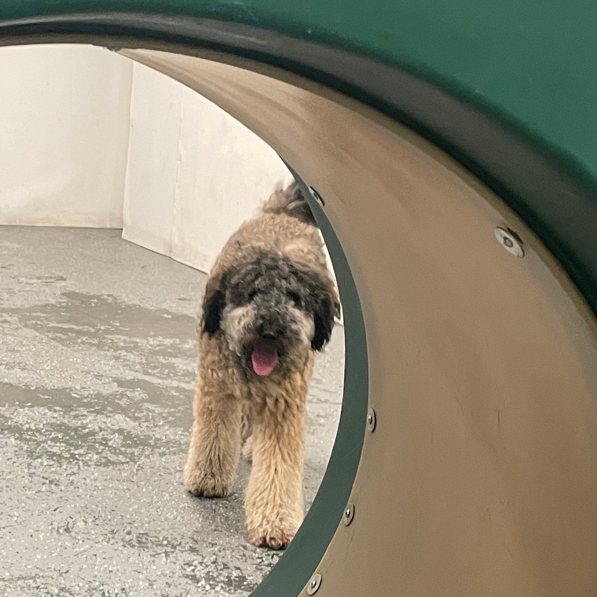 TheDuncandc's tweet photo. Dodger checking out our gym equipment to keep his new year workout resolutions! https://t.co/uMCh7UMBui