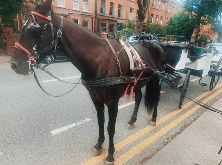 Yesterday, Gardaí from the Bridewell arrested a man in Dublin 7 for being in control of a horse drawn vehicle while under the influence of an intoxicant. 

He was charged under S6 (1) of Road Traffic Act, and has now appeared before the courts. 

#KeepingPeopleSafe