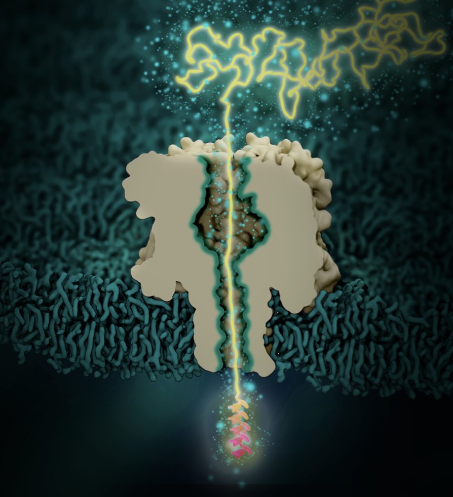 Wanunu Lab (@wanunulab) on Twitter photo Very excited for <a href="/Luning_Y/">Luning Yu</a> on the publication of his work on unfolding and pulling proteins through biological nanopores. Tweetorial coming soon! This collaboration with <a href="/aksimentievLab/">AksimentievLab</a> and Min Chen at <a href="/UMassAmherst/">UMass Amherst</a> has been so fun!
rdcu.be/c23l0 Very excited for <a href="/Luning_Y/">Luning Yu</a> on the publication of his work on unfolding and pulling proteins through biological nanopores. Tweetorial coming soon! This collaboration with <a href="/aksimentievLab/">AksimentievLab</a> and Min Chen at <a href="/UMassAmherst/">UMass Amherst</a> has been so fun!
rdcu.be/c23l0