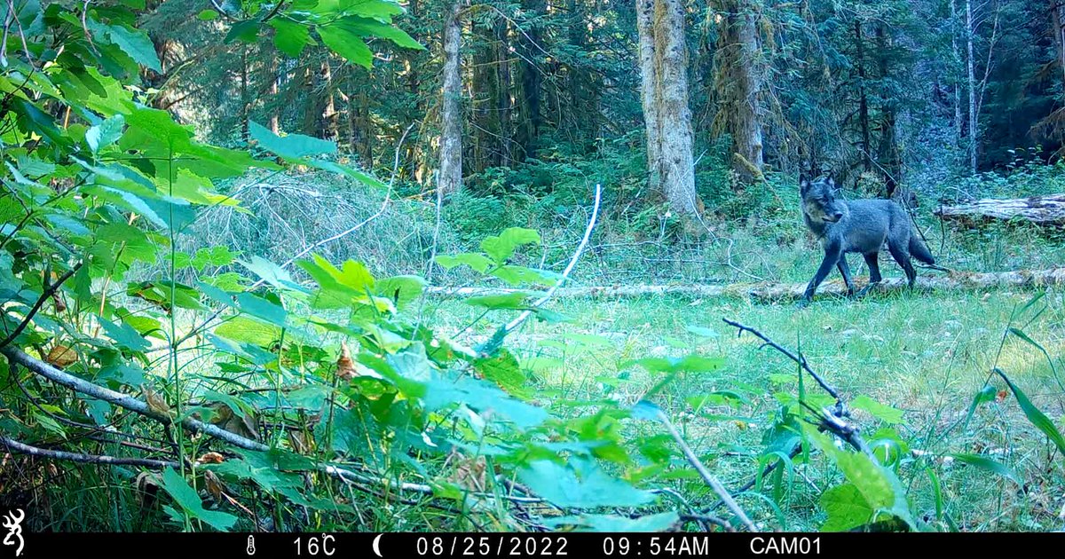 Raincoast's tweet photo. Spring 2022 marked the start of our pilot year studying #wolves on BC’s south coast. With the support of @LFFAlliance, we deployed remote cameras and acoustic recorders in a tributary valley of the Lower Fraser River. #coastalwolves @ChelGreer https://t.co/lbVfI4OFg4