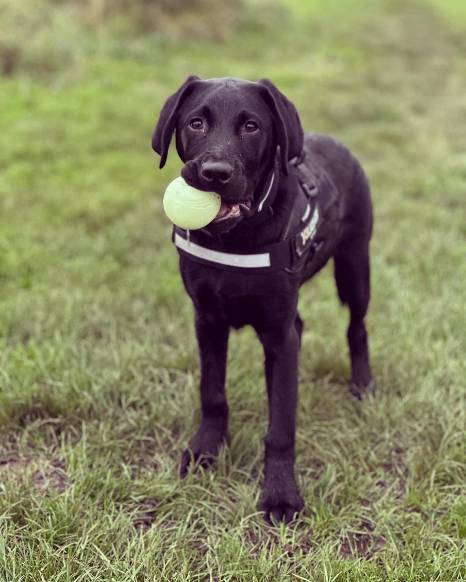 KyliePrankerd's tweet photo. My big handsome boy ♥️
Left: 5 months old
Right: 6 months old
My best friend 🥲 #workinglabrador https://t.co/QqdxhNtmtH