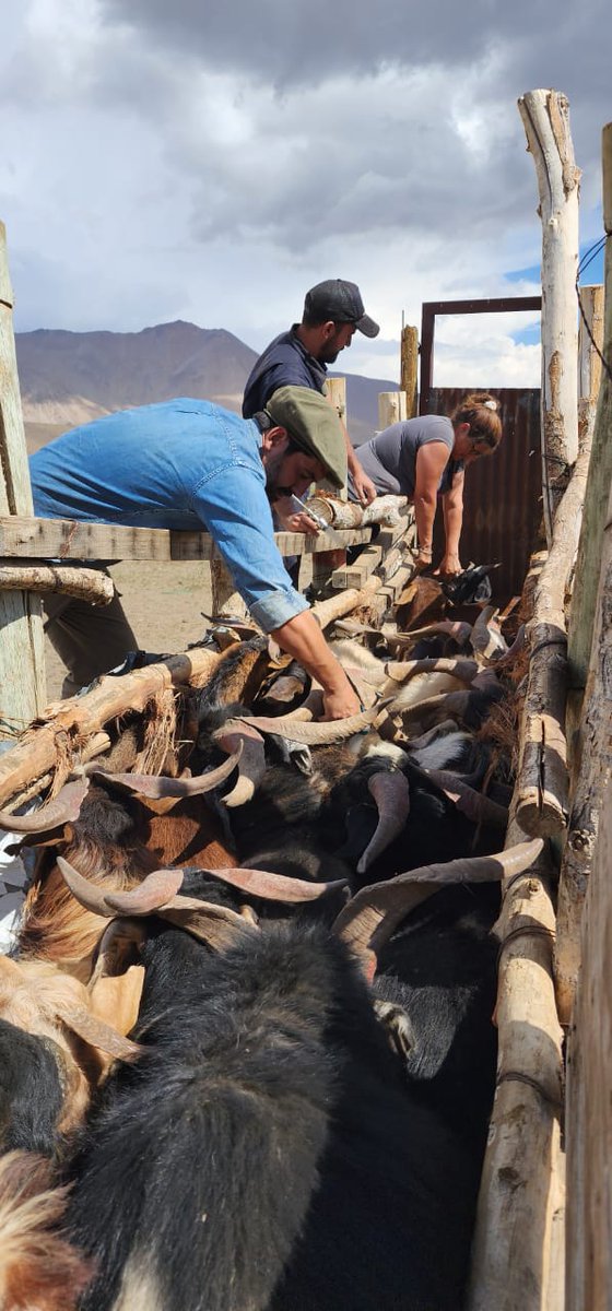 CEA_Agro's tweet photo. Acompañamos desde el equipo del centro de estudios a productores transhumantes malargüinos a la altura de la zona limítrofe del paso Vergara.
Con tareas de producción,sanidad y reproducción caprina 🐐, ovina 🐑 y bovina 🐂
#LaCordilleraNoSeToca🇦🇷
Sigue hilo👇🏿 https://t.co/KaFRRsSlQ9