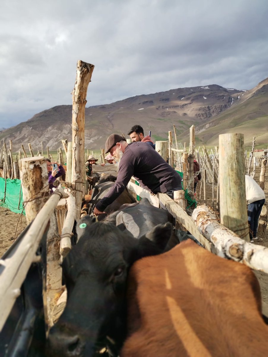 CEA_Agro's tweet photo. Acompañamos desde el equipo del centro de estudios a productores transhumantes malargüinos a la altura de la zona limítrofe del paso Vergara.
Con tareas de producción,sanidad y reproducción caprina 🐐, ovina 🐑 y bovina 🐂
#LaCordilleraNoSeToca🇦🇷
Sigue hilo👇🏿 https://t.co/KaFRRsSlQ9