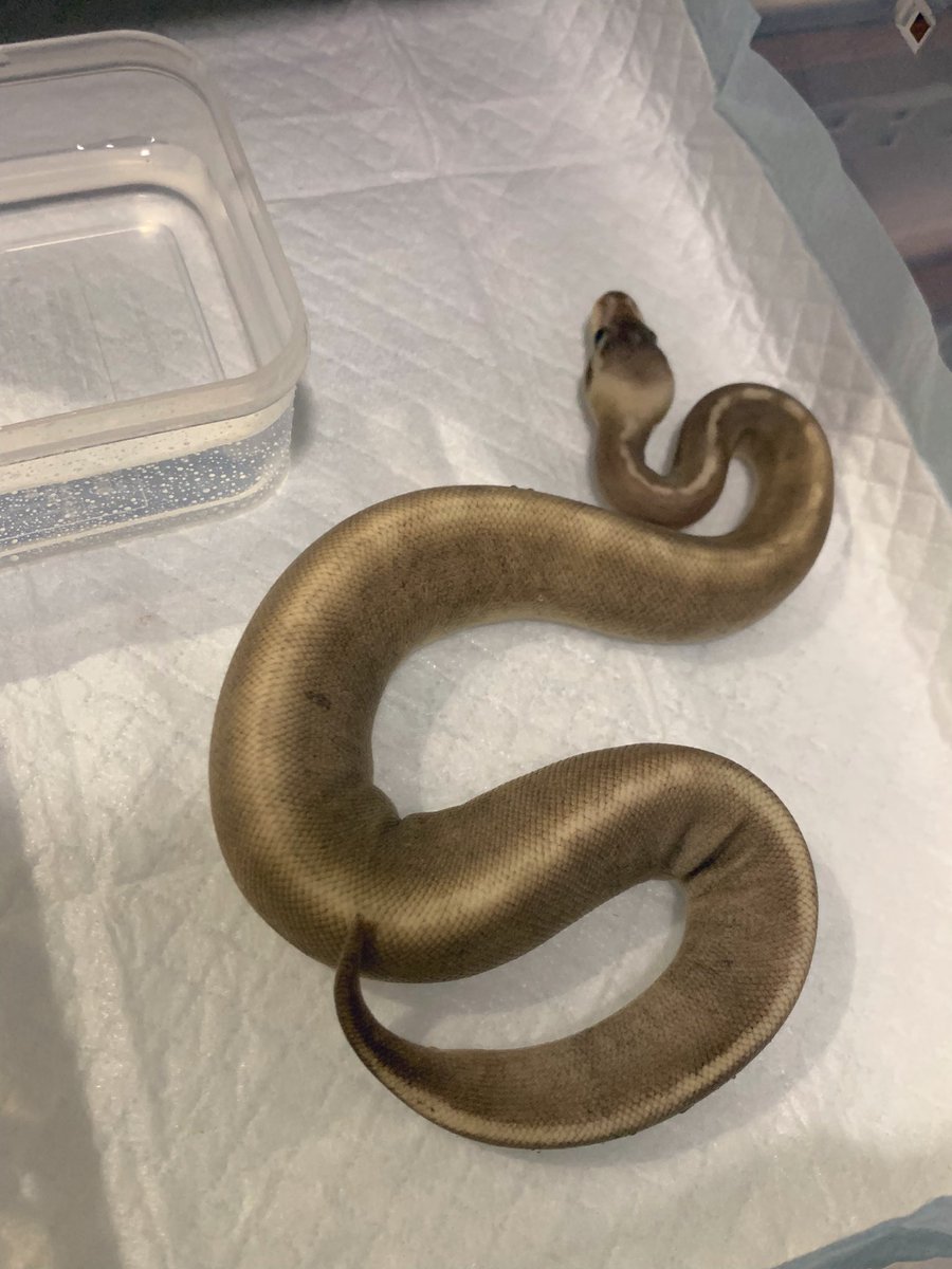 ap2mag's tweet image. ブラックパステルGHIモハベゴースト
Hypo Black magic GHI
#ballpythonmorphs #ボールパイソン
GHIモハベゴーストにブラパスが入るとなぜこの表現になるのか🤔
琥珀色?肌色?灰色?