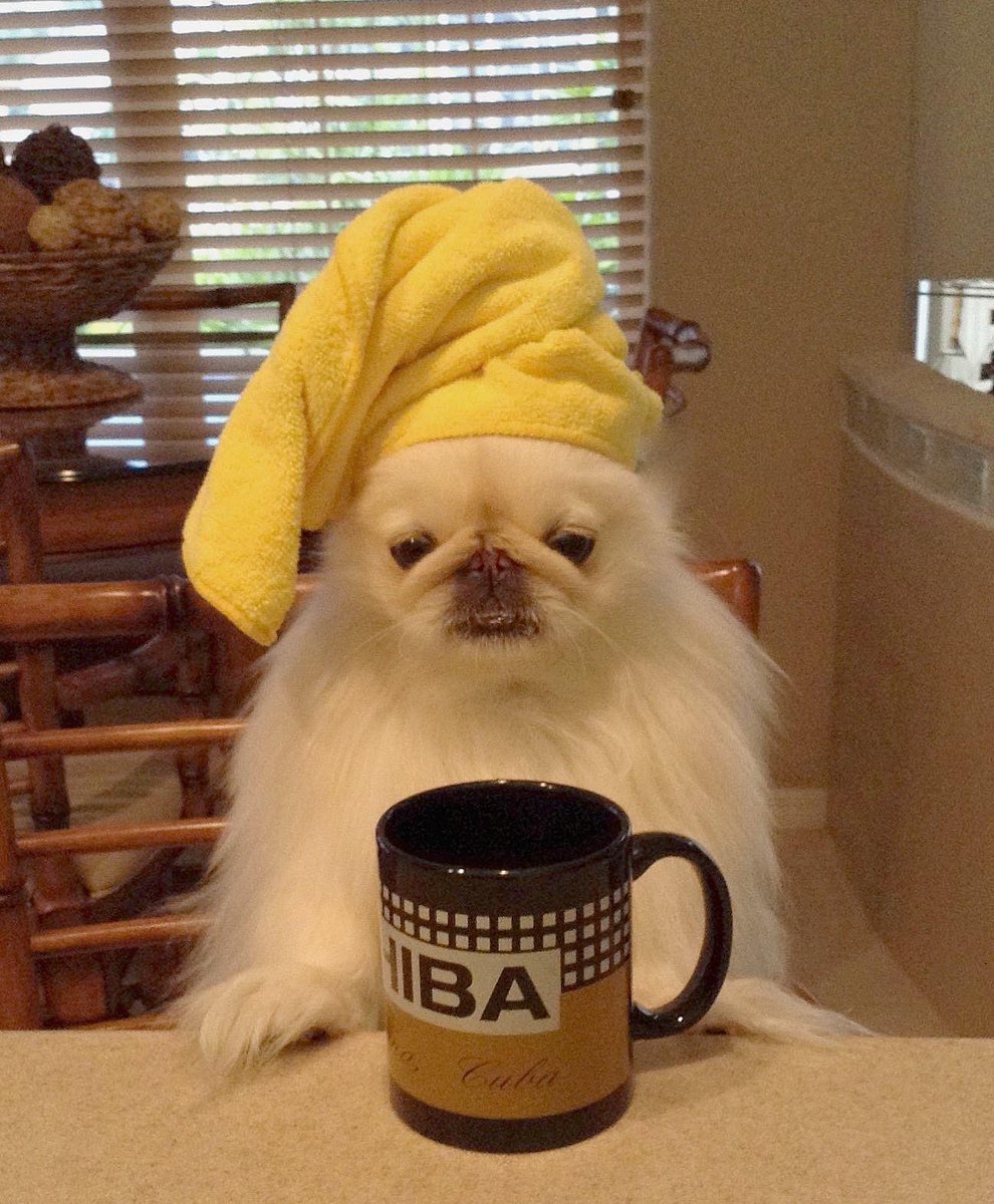 LilCaliGurl's tweet photo. No talk-n to me! Till I've had my coffee It'z #monday I need it gonna be a ruff week! 
#IfMondayHadAFace a olde bit a goodie 😆
.
.
#riseandshine #caligurl #pekingese #doglife #mondayblues #coffeetime #notsomotivatedmonday #coffeeplease #mondaymood https://t.co/94PKJMfIWB