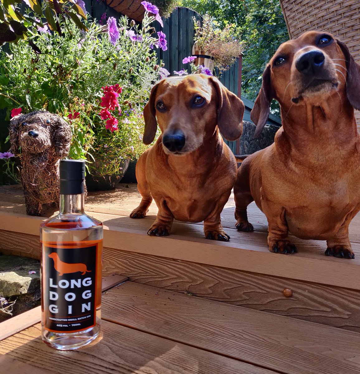 Long Dog Gin tweet media