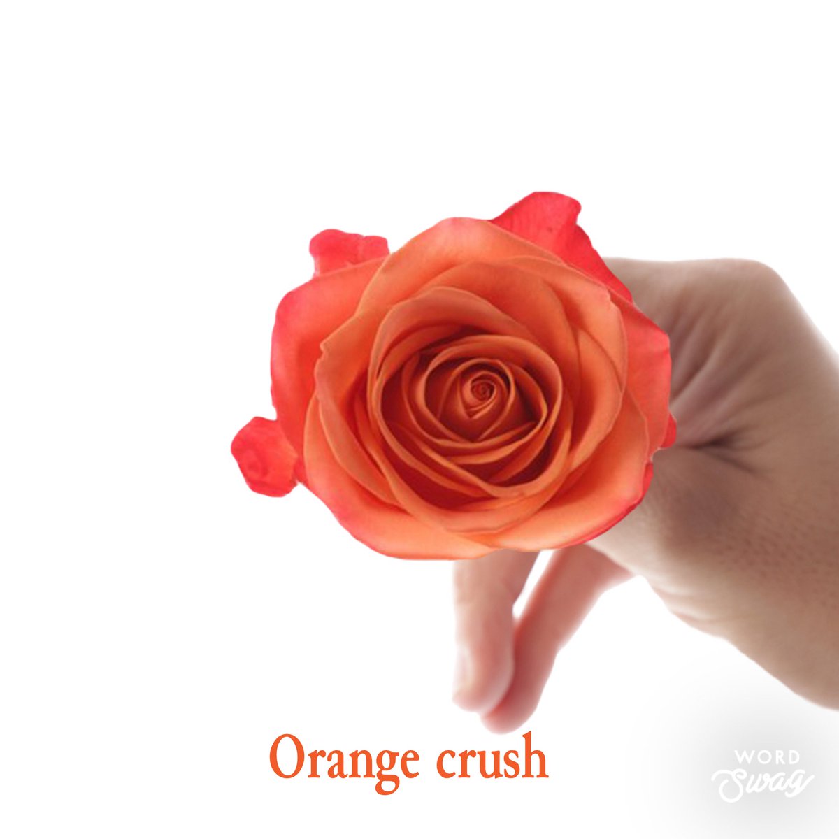 Available for Valentine’s Day ,bloomsflowershop.net