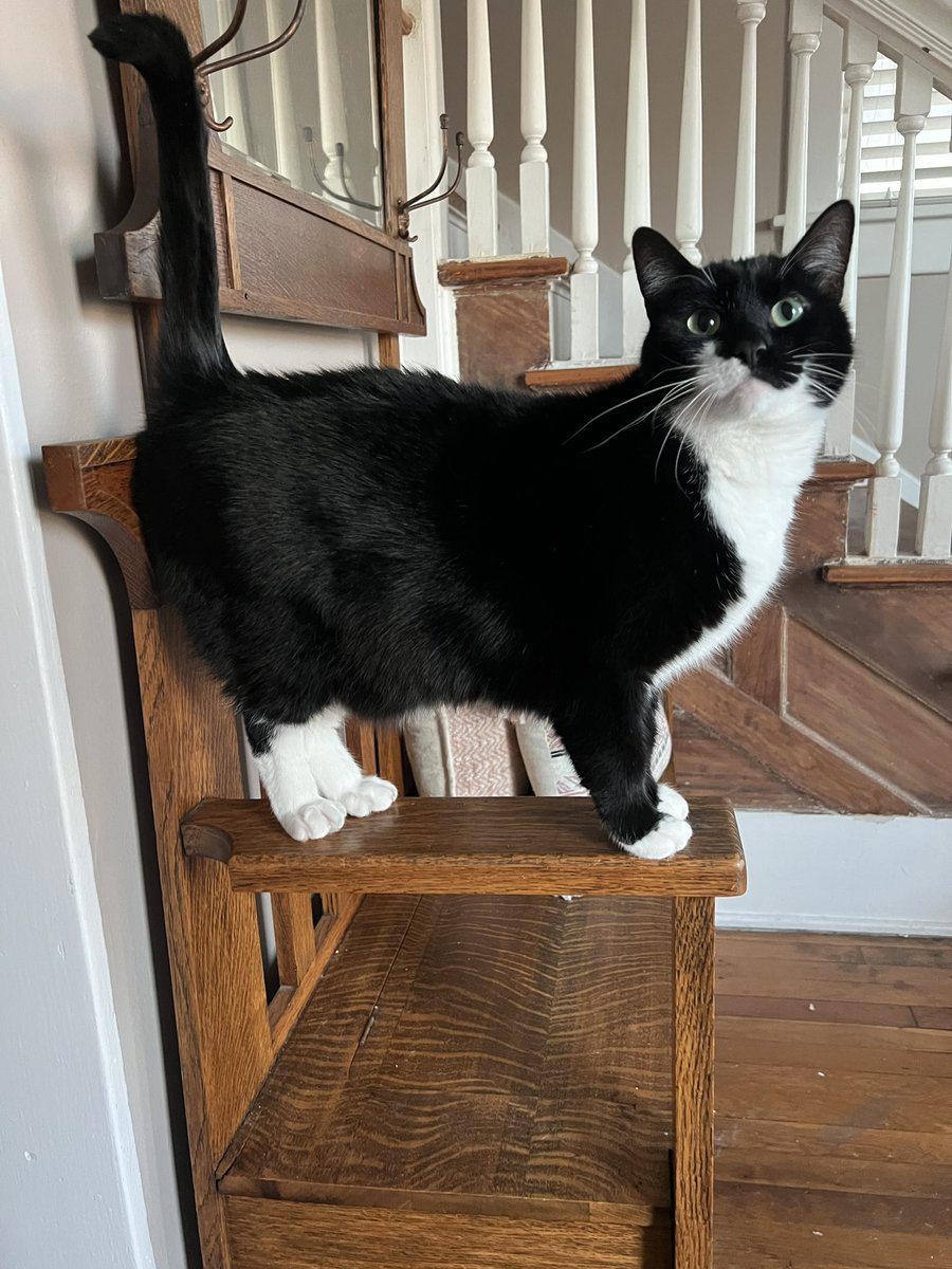 Lennox says good morning and happy Monday! 😺 #CatsOnTwitter