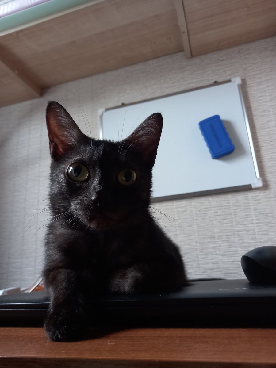 SOFT_BOOLOCHKA's tweet photo. @DAZAI130648 Боня и Кэти https://t.co/uPIVDCMH4h