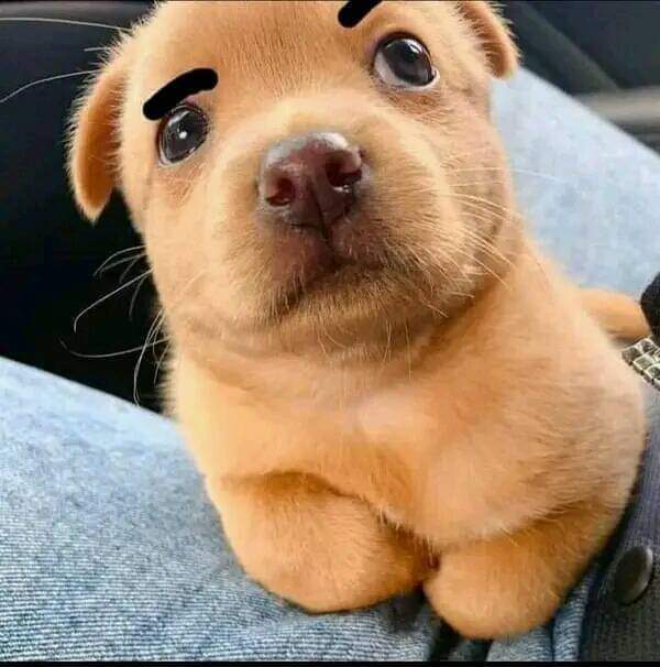 Dazerr6's tweet image. 🥺🥺 #DrawMillie #Artchivist #Minecraftbuilds #FortheChids #BurberryMinecraft 
Original: NAYLAVICTORIA8