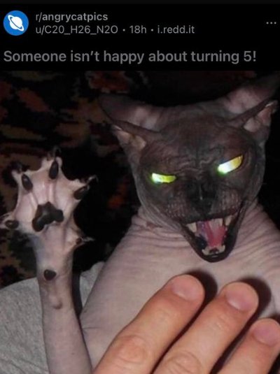 chaoticcatpics's tweet photo. https://t.co/omBGuwQD4p