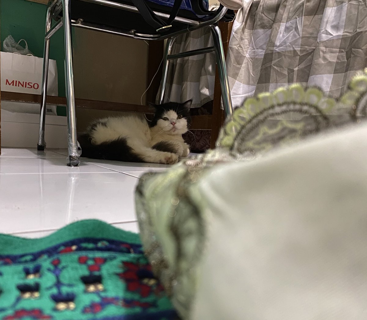 Syifasofi1's tweet photo. Hri ini bner2 diintilin sama makhluk berbulu ini😑 https://t.co/pFbrdTDx8c