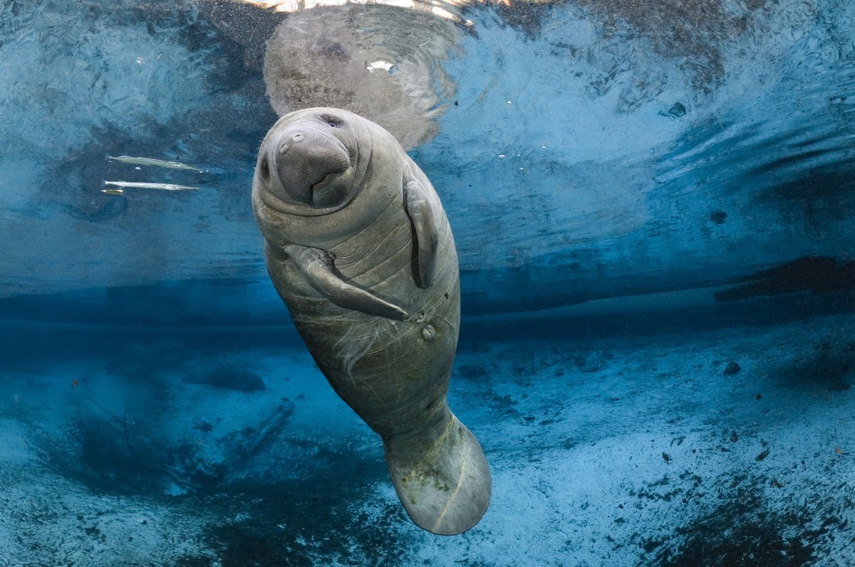 On This Day in History: In 1493, explorer Christopher Columbus mistook manatees for mermaids when he sailed near what is now the Dominican Republic and described them as “not half as beautiful as they are painted.” #D86Curriculum