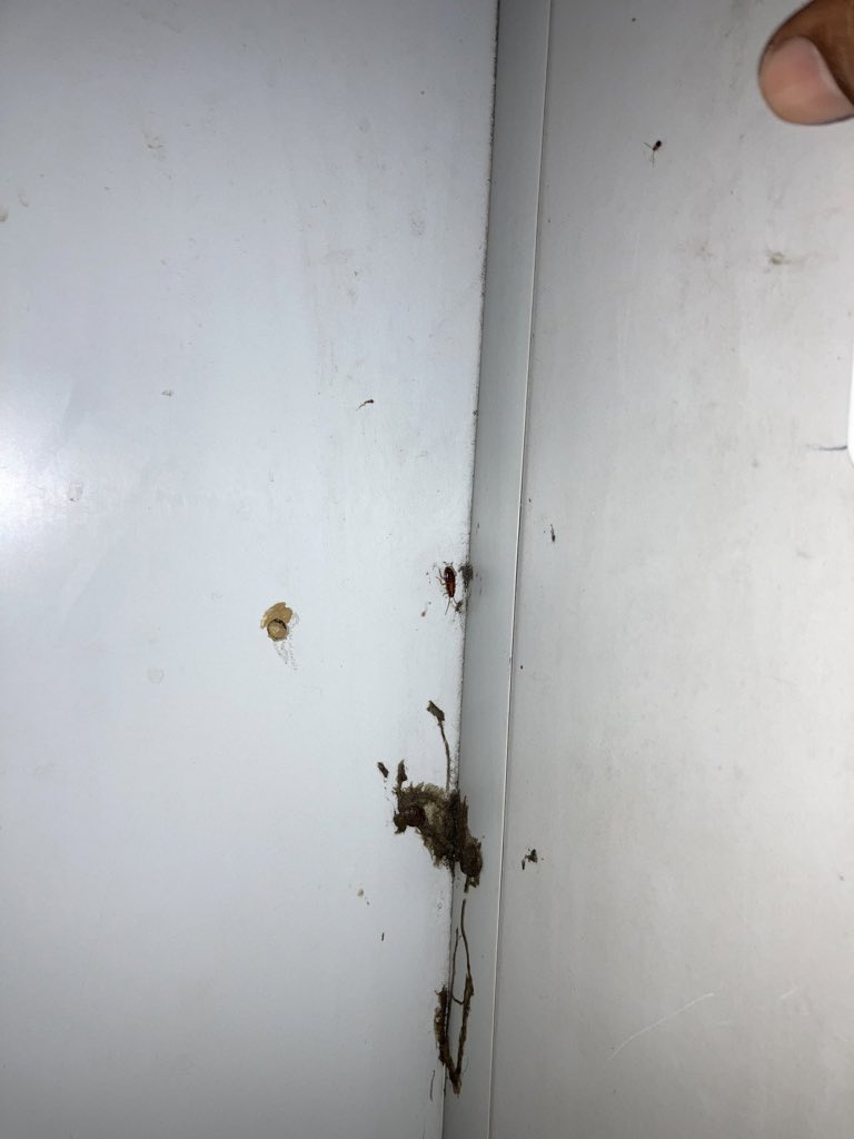 Sanjaykabir4's tweet photo. @RailMinIndia @AshwiniVaishnaw Indian Railway check due diligence for cleaning &amp; hygiene. photo portray negative remark... Train no. 12792, coach A2 (AC 2 tier) Seat no.2
Where many cockroaches are roaming , And passanger like me struggling to take rest https://t.co/CBk6gR8eiO