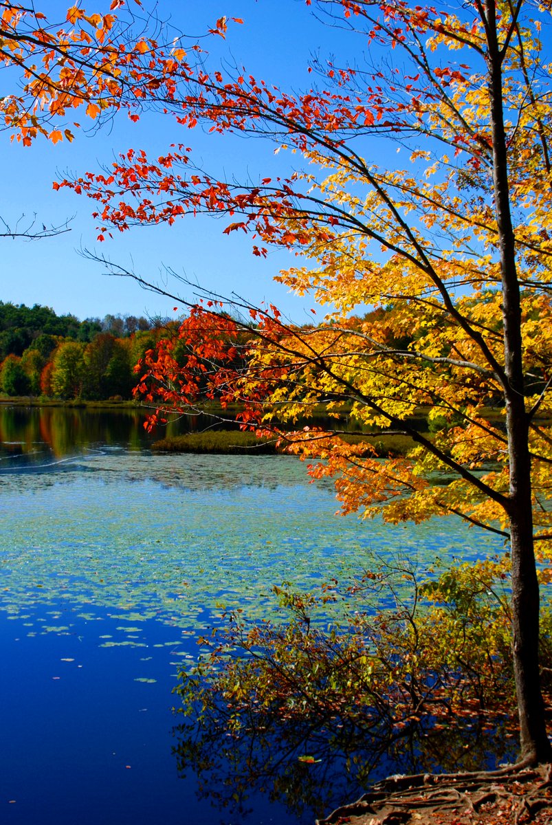 Autumn Splendor. #autumnvibes #nature #scenicphotography #beautifulday #freshair