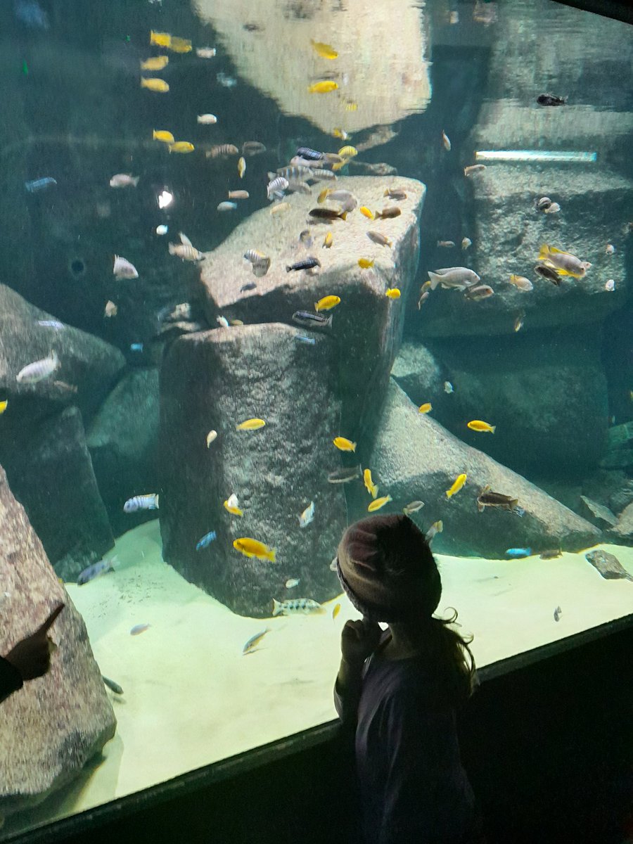 First encounter with a cichlid SUPERFLOCK. We witnessed 2 speciation events in 5 minutes!