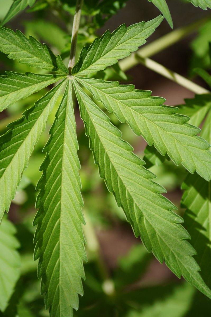 tomangell's tweet photo. Minnesota Gov. Tim Walz is asking people to sign a petition calling on lawmakers to legalize cannabis this year.

Former House Majority Leader @_RyanWinkler, who is now leading the legalization campaign, told Marijuana Moment he thinks it'll pass by May.

https://t.co/xW6993tOsB https://t.co/s2gz5cZRu2