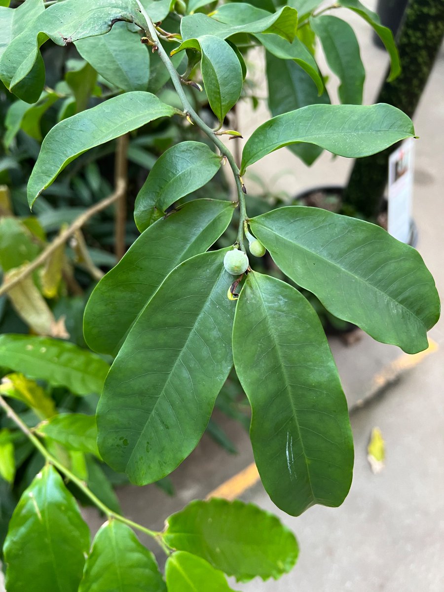 Lizzie Roeble (@lizzie_roeble) on Twitter photo First day of the Plant Families of the Tropics course. We are teaching 40+ families in 3 weeks π€πΏ <a href="/HortusLeiden/">Hortus Leiden</a> @Naturalis_Sci First day of the Plant Families of the Tropics course. We are teaching 40+ families in 3 weeks π€πΏ <a href="/HortusLeiden/">Hortus Leiden</a> @Naturalis_Sci
