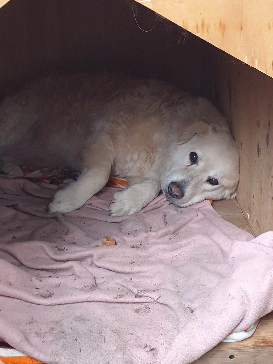 My workplace adopted a dog. The dog just came in and refused to leave, so the doormen asked the head of the institute if the dog can stay. Everybody was surprised that he said yes, and now we have a dog! She was clearly abused but she is such a sweetheart Meet Sziszi: