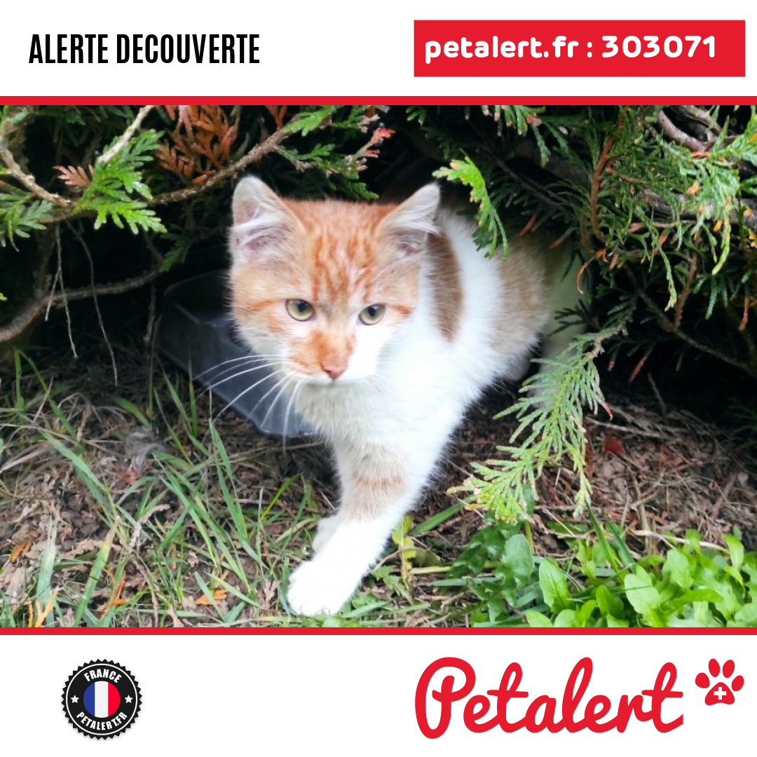 petalert_france's tweet photo. Trouvé #Chat #CotesDArmor #Pledran #Petalert #PetAlert22 / https://t.co/x1vwW481rk https://t.co/U1yz9whIHS