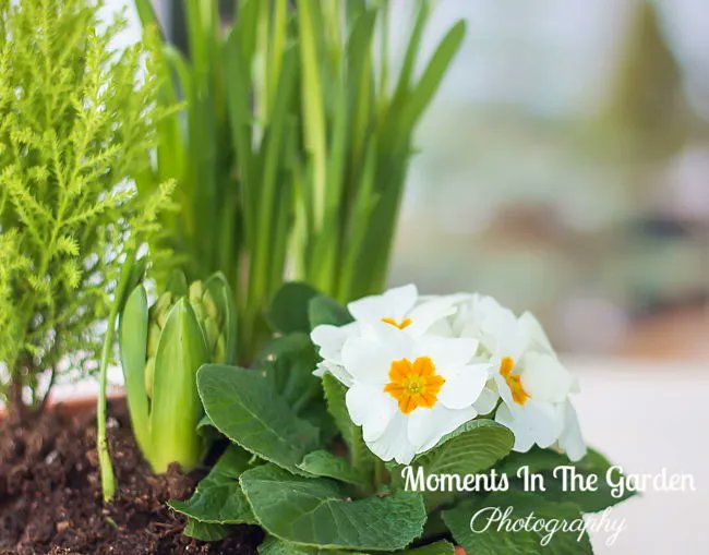 MomentsintheG's tweet photo. The first of my spring collection of potted bulbs and primrose.  I always find these so cheery in early January.  They are starting to appear in nurseries and stores.  #pottedbulbs #springbulbs #forcedbulbs #primrose #miniaturedaffodils #momentsinthegardenphotography https://t.co/6r9XHtebm8