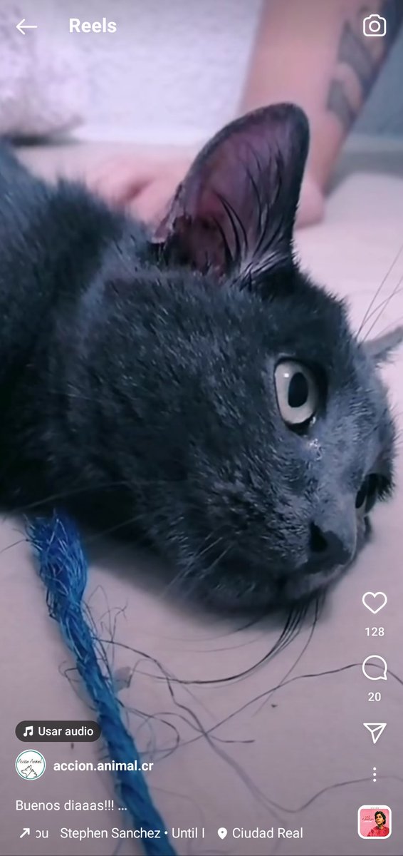 Felinos_Gabias's tweet photo. Esta es Sasha, una gatita que tiraron al cementerio de ciudad real y que rescataron las compañeras de ACCION ANIMAL CR. Ahora ha dado positivo a panleucopenia, y está muy malita😞. Como sabéis las facturas serán enormes, les echamos una patita? https://t.co/dHaNZUrv3l