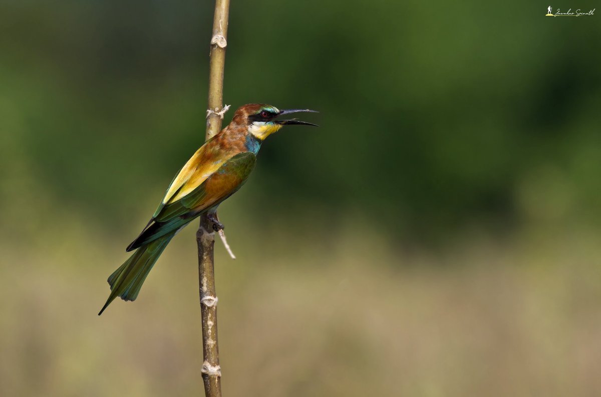 __Sri_____'s tweet photo. Wings from Europe towards western Ghats India: European Bee-Eater
#Nikon #birdphotography #BirdTwitter #birding #wildlifephotography #wildlife #Europe #europeanbird #wings #wintermigration #WINTER #nature #NaturePhotography #natgeoindia #bbcearth #BBC #westernghats https://t.co/8pmKYWb5BV