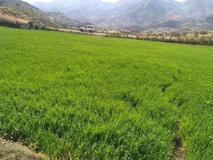 GizachewMulune2's tweet photo. በአማራ ክልል በመኸር የሰብል ልማት የተገኙ መልካም ልምዶችና ውጤቶችን በበጋ የመስኖ ልማት ለመድገም እየተሰራ ነው። 
አብነት:- የበጋ መስኖ ሥንዴ ልማት እንቅስቃሴ (አርጎባ ብሄረሰብ ልዩ ወረዳ - ደቡብ ወሎ) https://t.co/yewApTTgiH