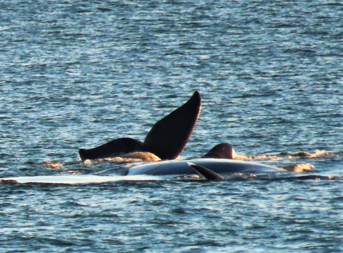 Right Whales Flagler Beach this morning.