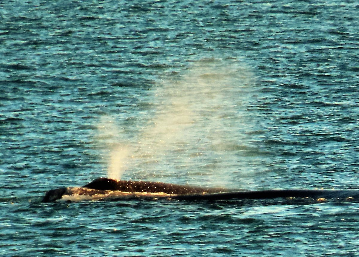 There she blows.  Right Whale Flagler Beach, Florida this morning.
